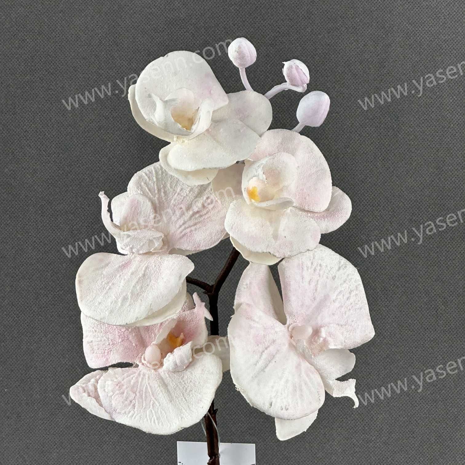 69CM PHALAENOPSIS YSS24068