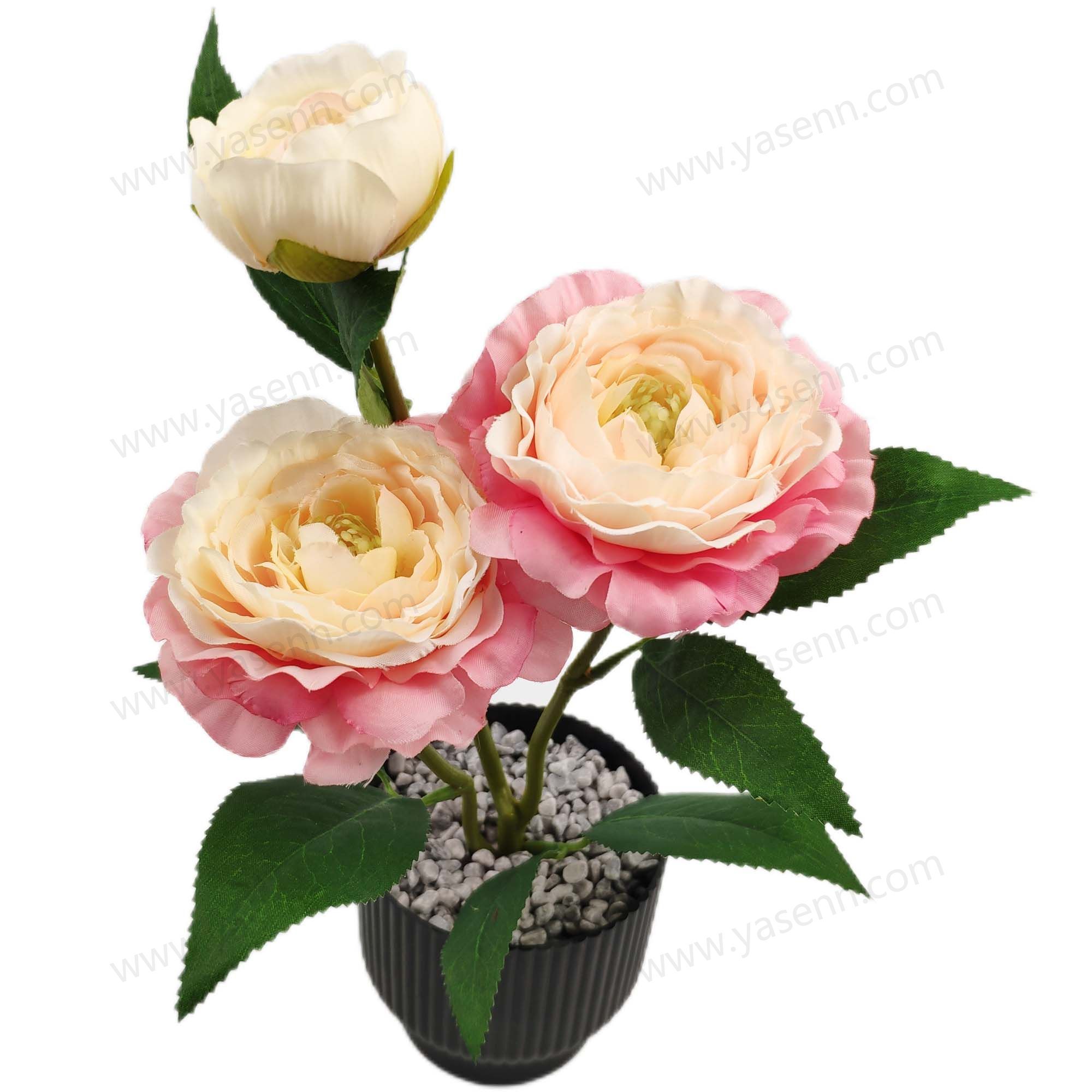 HEIGHT 30CM CAMELLIA BONSAI  2PCS BIG FLOWERS 1PCS SMALL FLOWERS  YSM23091